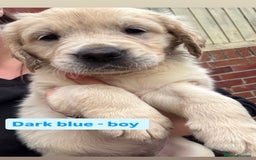 Golden Retriever dogs for sale: Golden retriever X Goldador puppies - Image 20
