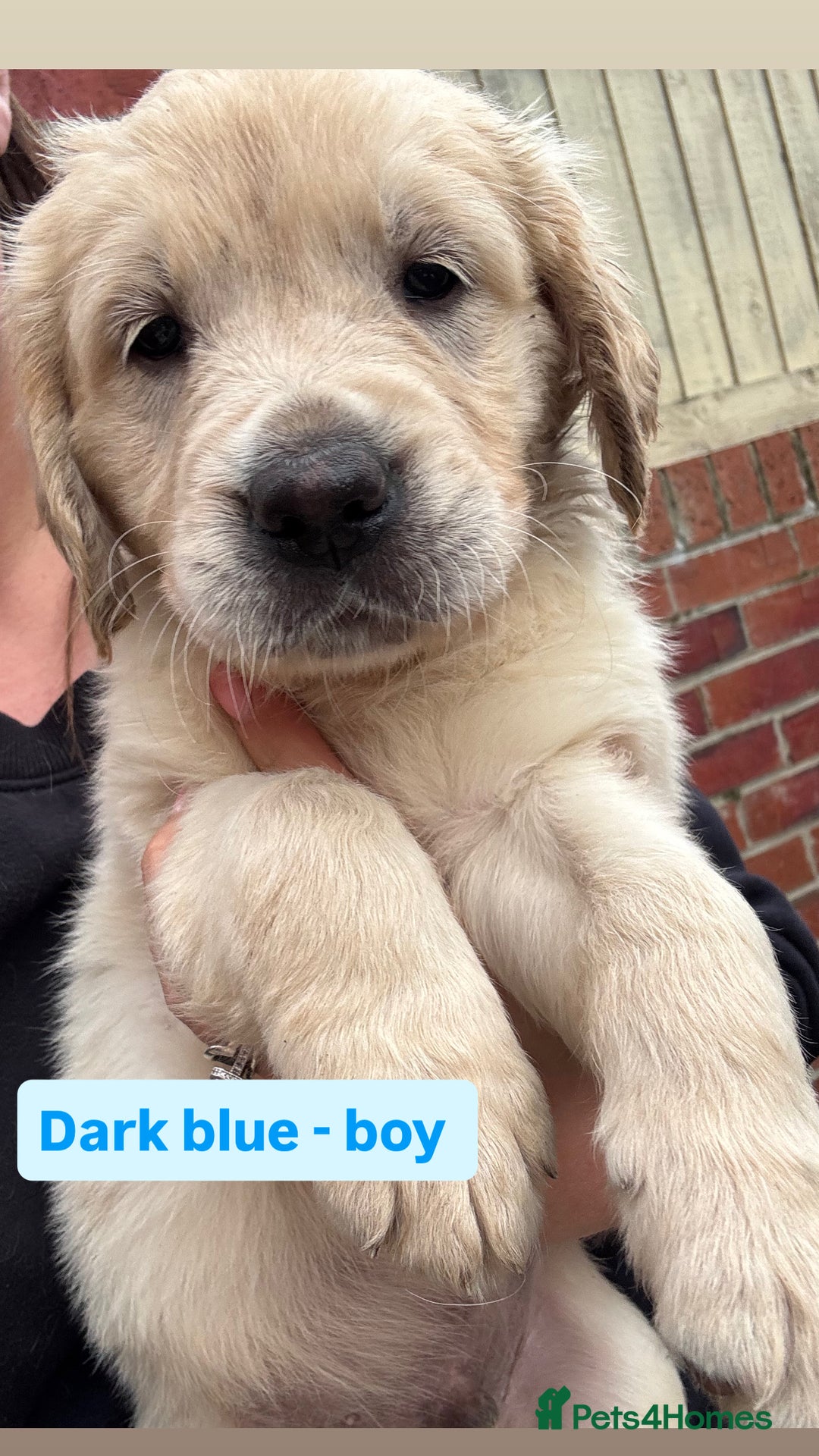 Golden Retriever dogs for sale: Golden retriever X Goldador puppies - Image 20