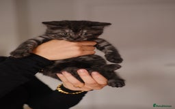 Scottish Fold cats for sale: 🐾 Beautiful Spotted-Belly Scottish Fold x Tabby😺 - Image 10