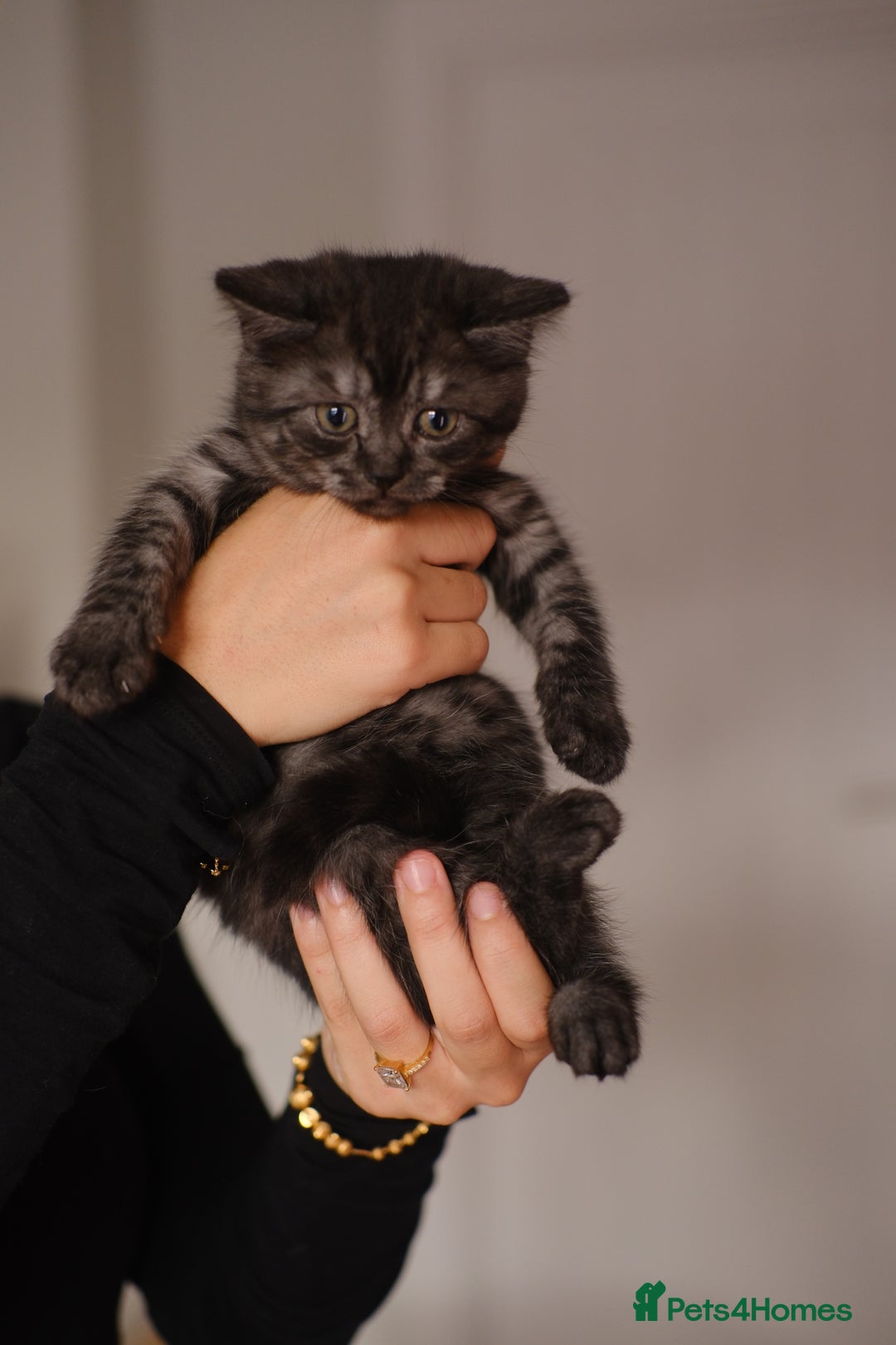 Scottish Fold cats for sale: 🐾 Beautiful Spotted-Belly Scottish Fold x Tabby😺 - Image 10