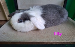 Mini Lion Lop rabbits for sale: 4 does and 5 bucks mini lop and lion lop - Image 7