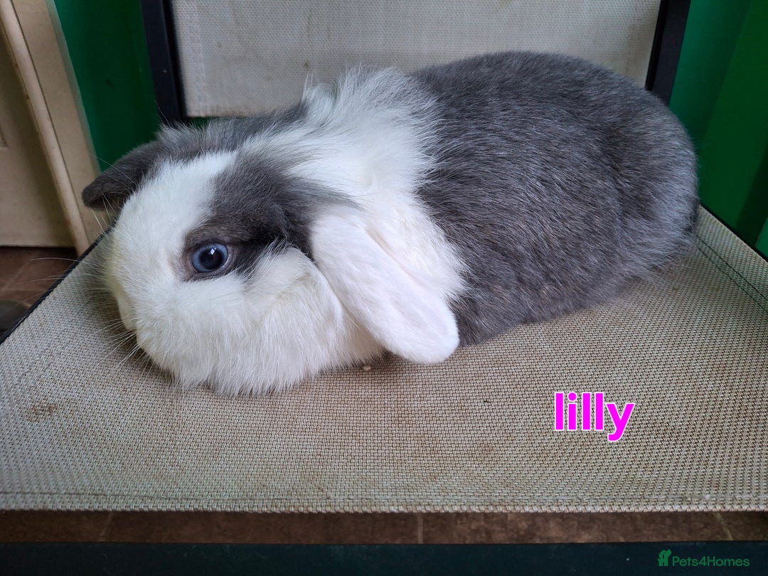 Mini Lion Lop rabbits for sale: 4 does and 5 bucks mini lop and lion lop - Image 7