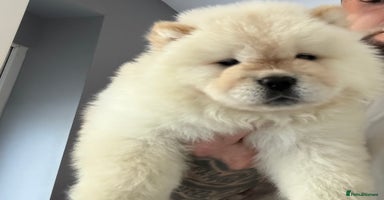 Chow Chow dogs - Advert 2