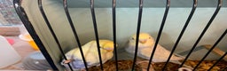 Mixed Breed birds for sale: Budgies - Advert 1