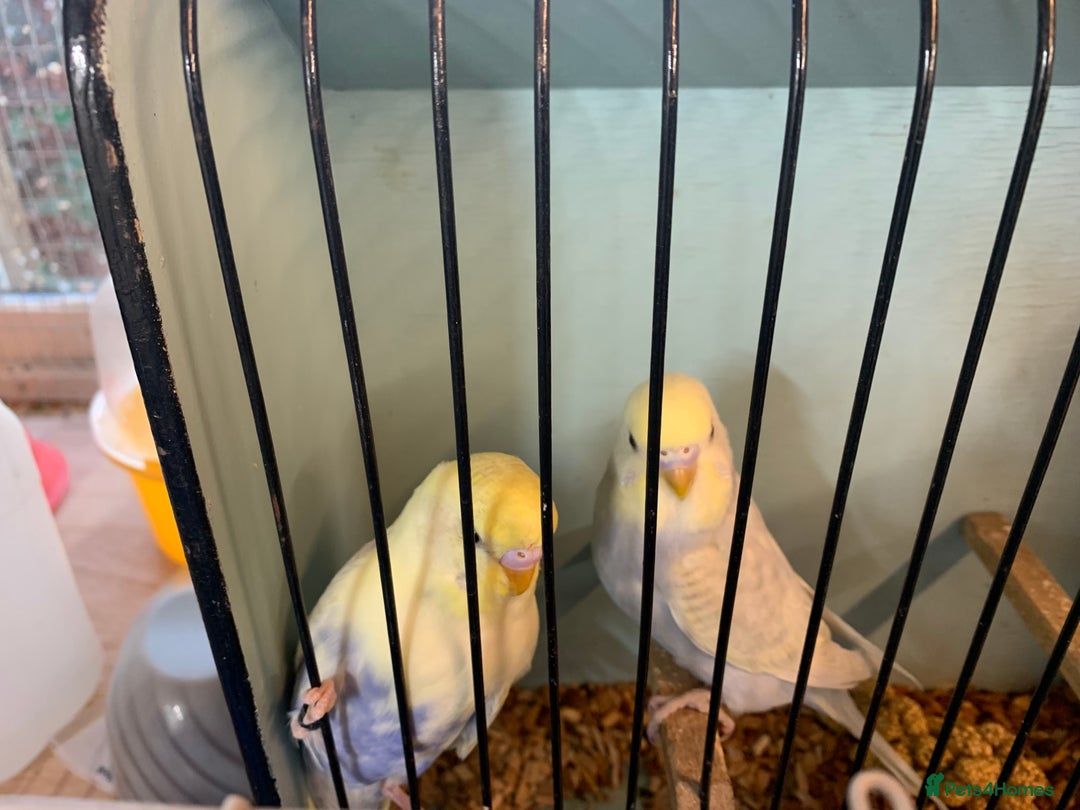 Mixed Breed birds for sale: Budgies - Advert 1