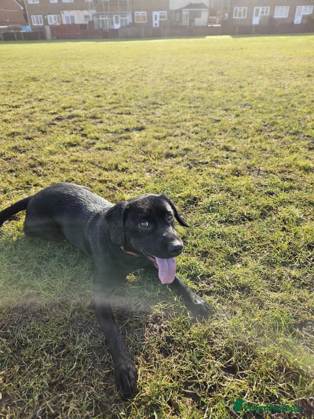 Springador dogs for sale: 3 year old Female Springador - Advert 2