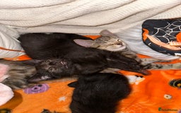 Mixed Breed cats for sale: Tabby and black kittens  - Image 16