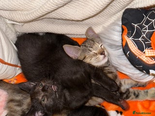 Mixed Breed cats - Advert 36