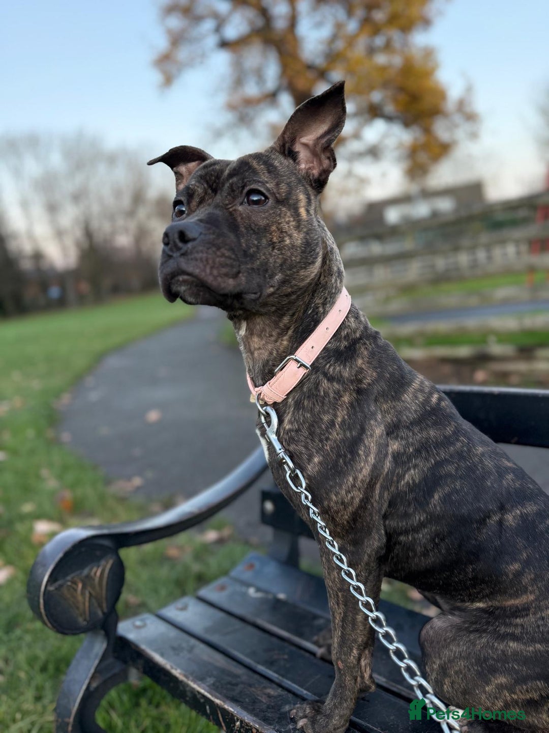 Staffordshire Bull Terrier dogs for sale: Dolly our young staffy  - Advert 2