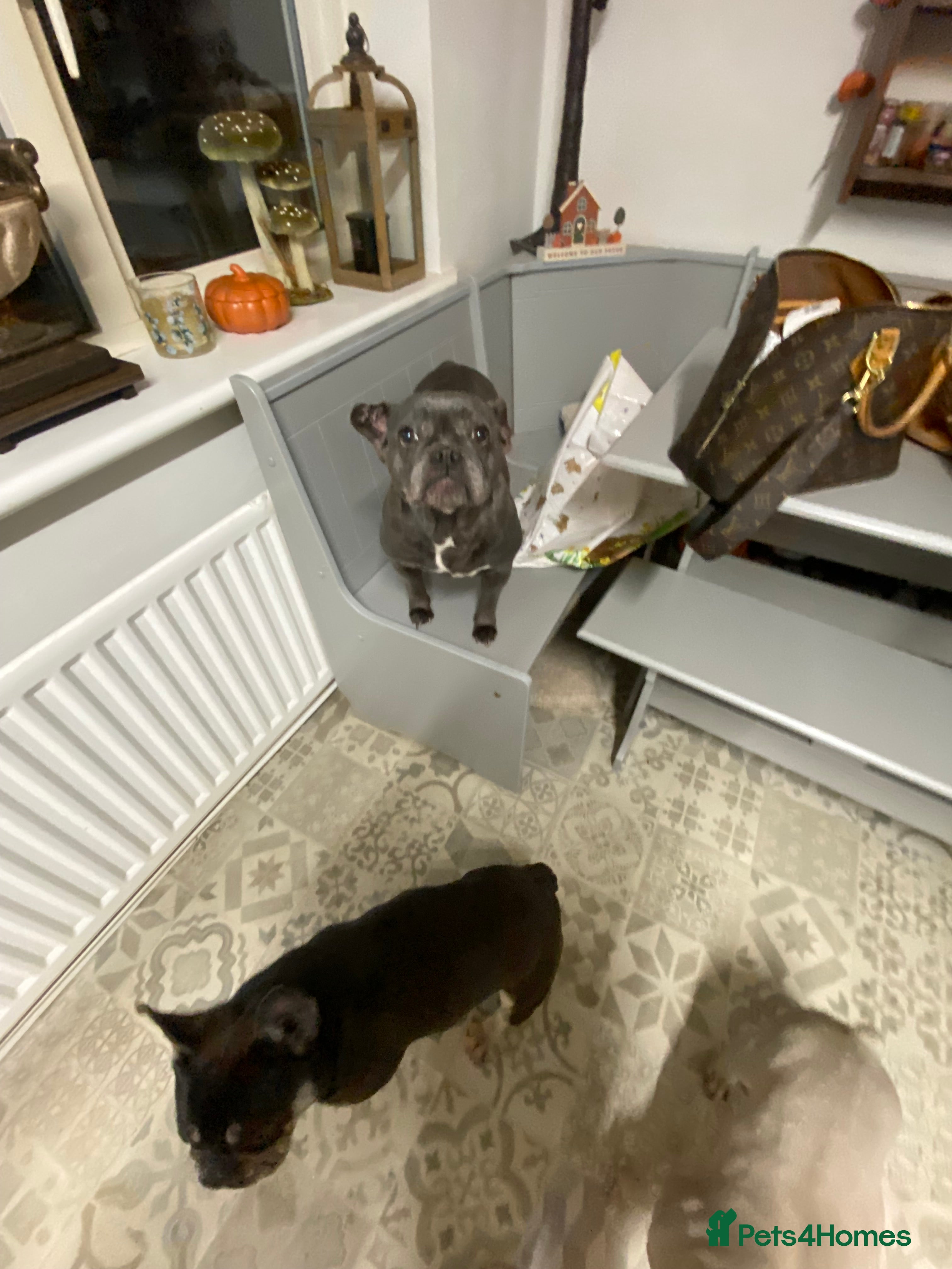 French Bulldog dogs Three french bulldogs - Advert 2