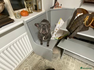 French Bulldog dogs Three french bulldogs - Advert 2