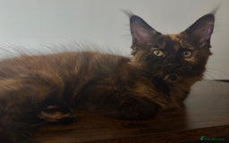 Maine Coon cats for sale: MAINE COON KITTENS READY NOW ❤️❤️ TICA REGISTERED - Image 16