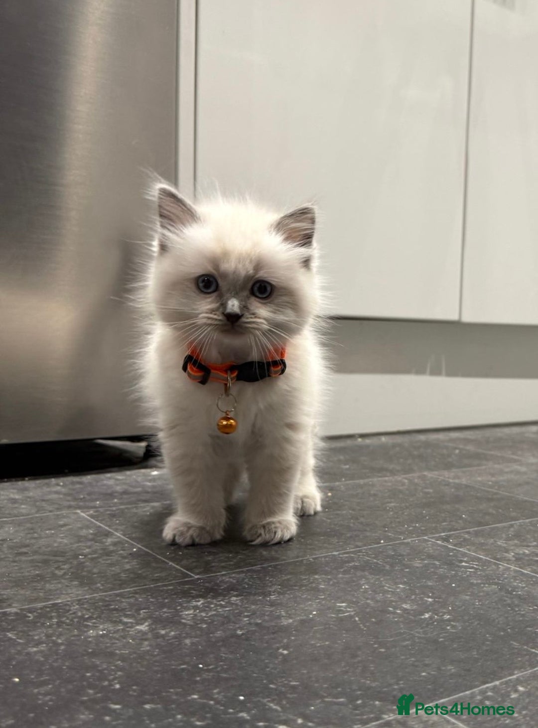 Ragdoll cats for sale: Adorable Pure Ragdoll Kittens - Advert 39