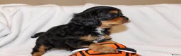 Cavalier King Charles Spaniel dogs for sale: Exceptional Cavalier King Charles Spaniel Puppies in Romsey - Advert 9