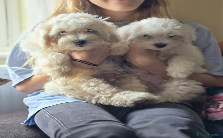 Zuchon dogs - Advert 1