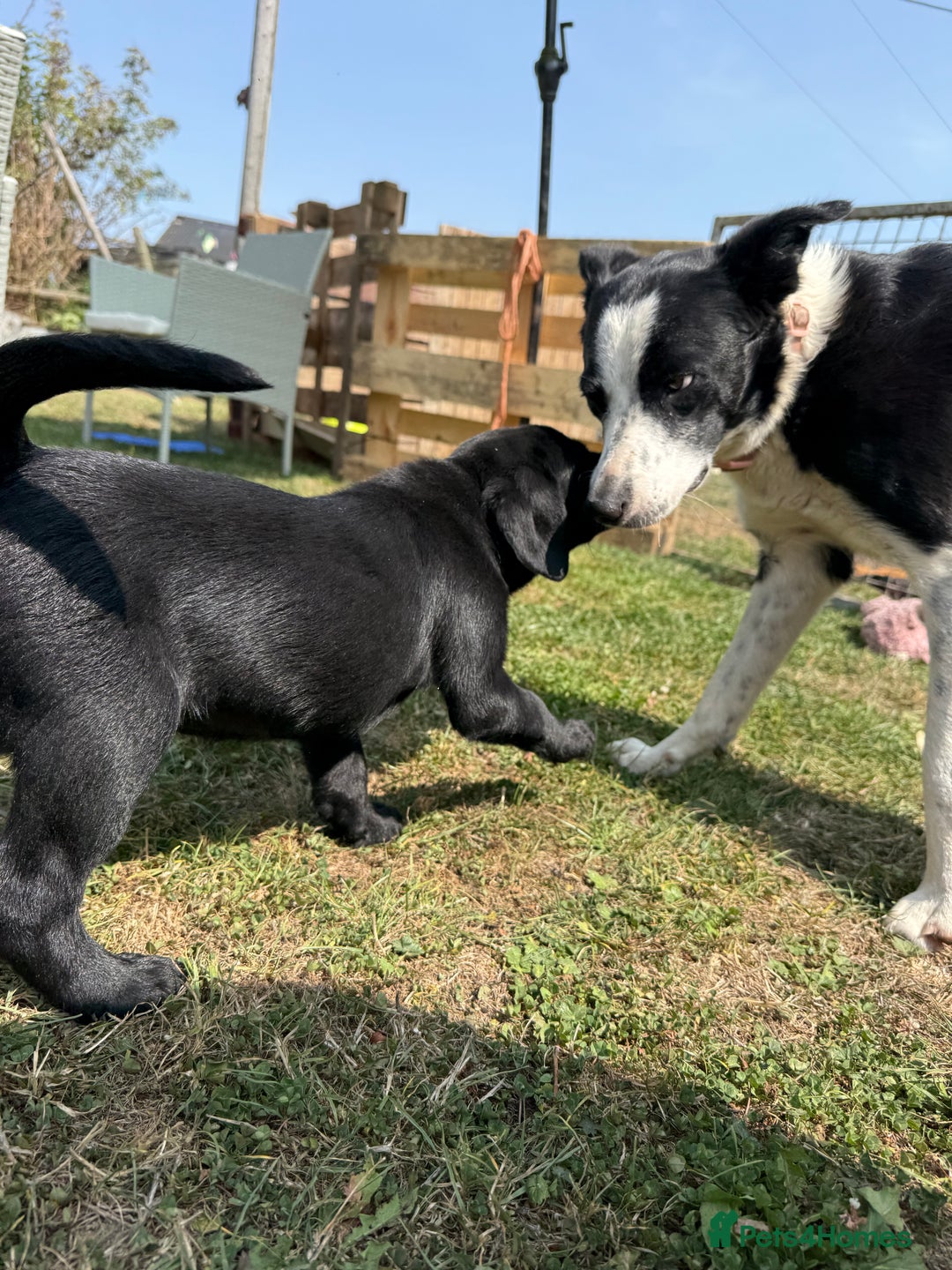 Labrador Retriever dogs for sale: Beautiful Labrador pups, Ready to go!  - Image 30