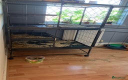 Chinchilla rodents for sale: 2 Male Chinchillas - Advert 5