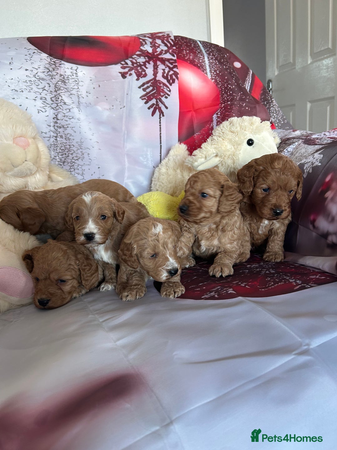 Cockapoo dogs for sale: Beautiful fox red and gold cockapoo puppies - Advert 5