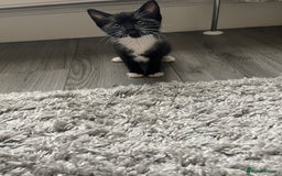 Mixed Breed cats for sale: 5 Kittens for sale  - Image 10