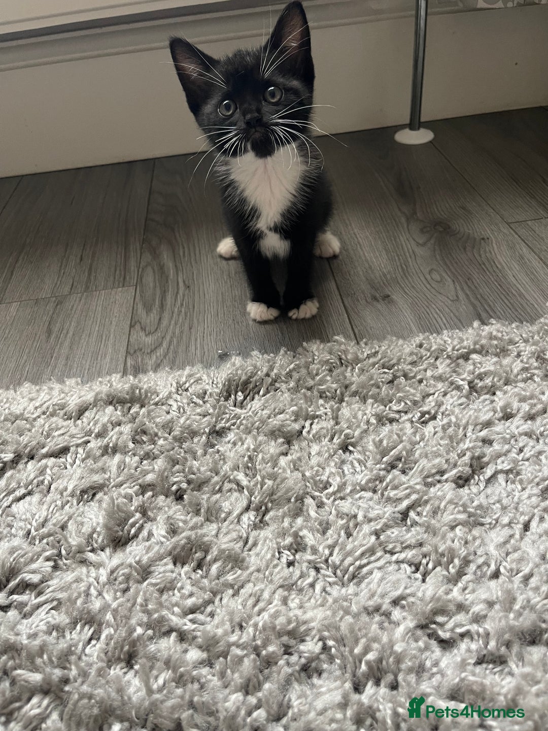 Mixed Breed cats for sale: 5 Kittens for sale  - Image 10