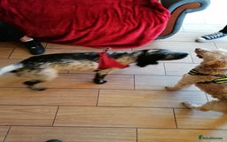 Cockapoo dogs for adoption: 💙🐶 BOBBY 🐶💙 - Advert 18