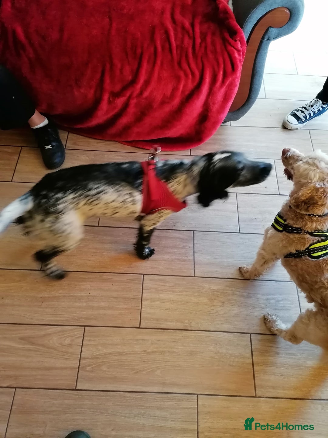 Cockapoo dogs for adoption: 💙🐶 BOBBY 🐶💙 - Advert 18