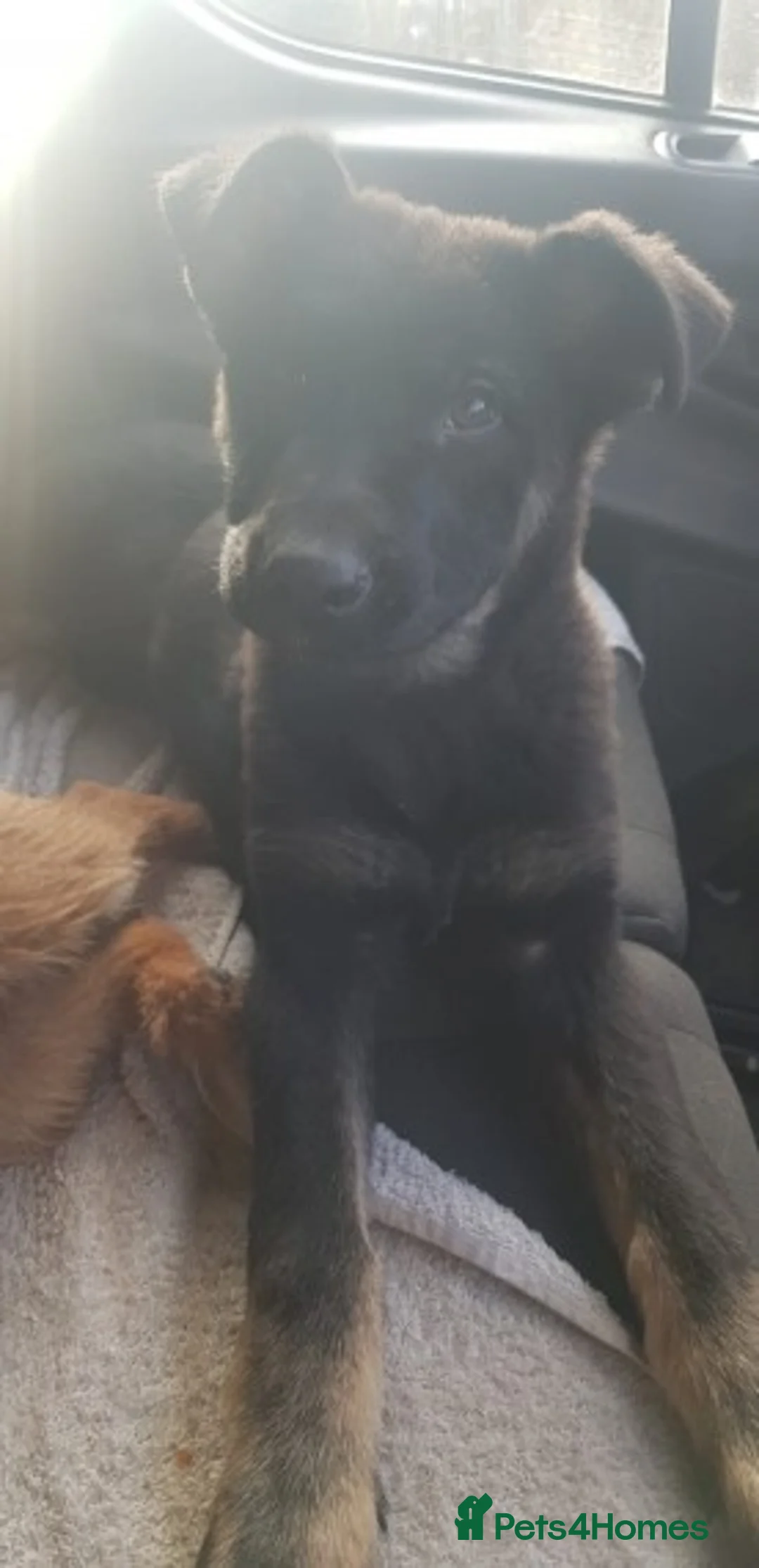 German Shepherd dogs for stud: Czech German Shepherd stud in Newport - Advert 7