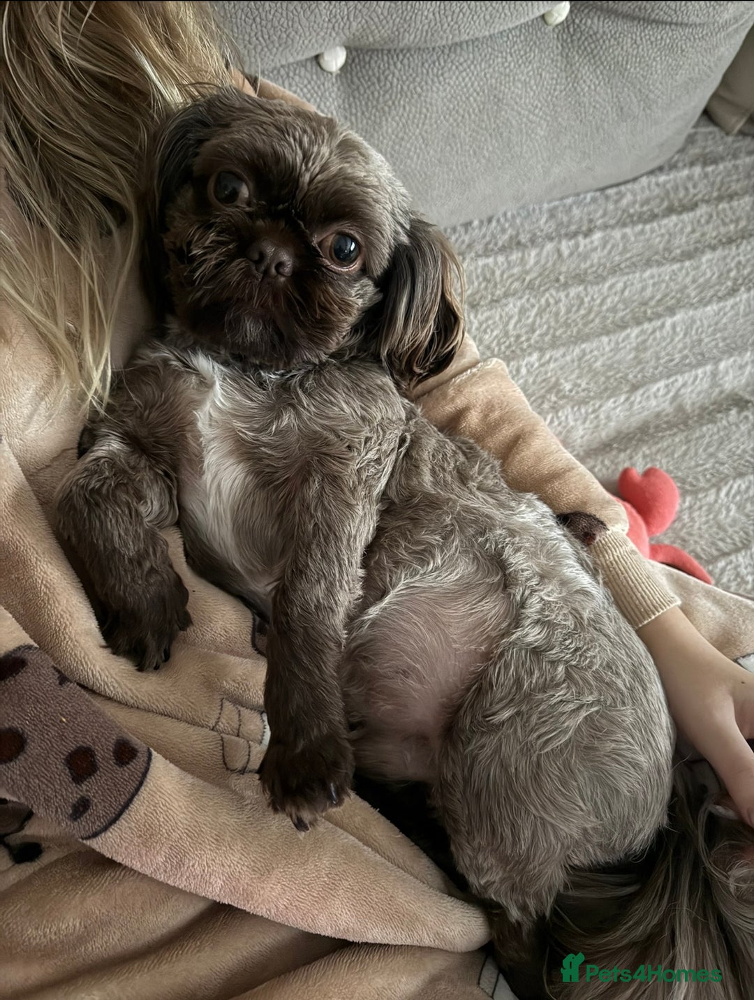 Shih Tzu dogs for stud: KC Shih Tzu Stud – Rare Chocolate/Lavender Coat - Advert 2