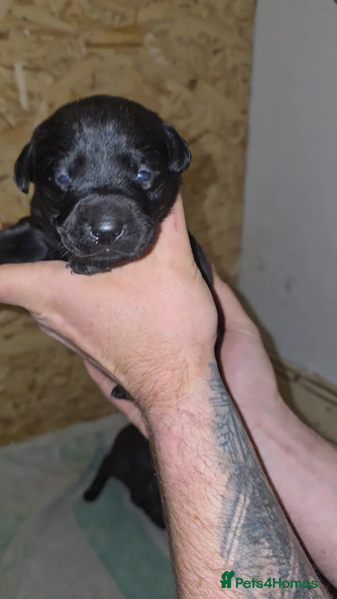 Labrador Retriever dogs for sale: 5 labrador puppies  - Advert 5