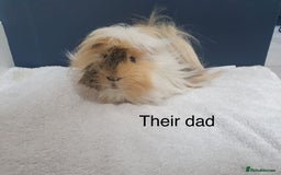 Guinea Pig rodents for sale: 2 beautiful baby boy Guineapigs  - Image 11