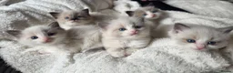 Ragdoll cats for sale: Pure Ragdoll Kittens 🌸 - Advert 1