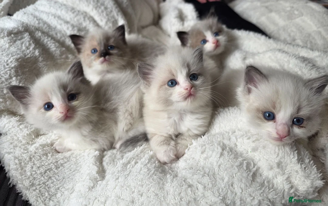 Ragdoll cats for sale: Pure Ragdoll Kittens 🌸 - Advert 1