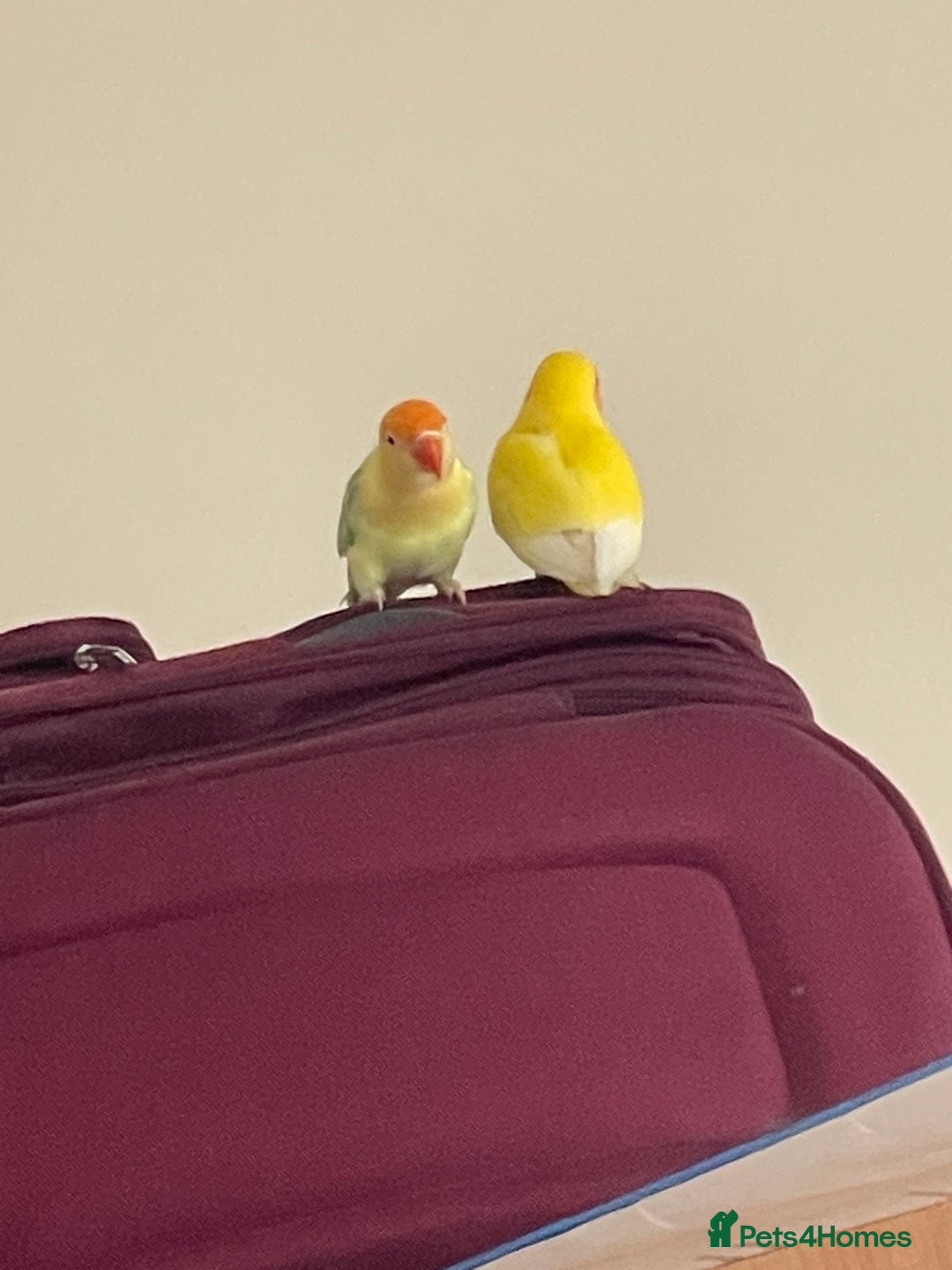 Mixed Breed birds for sale: Love birds and cockatiels Next - Advert 2