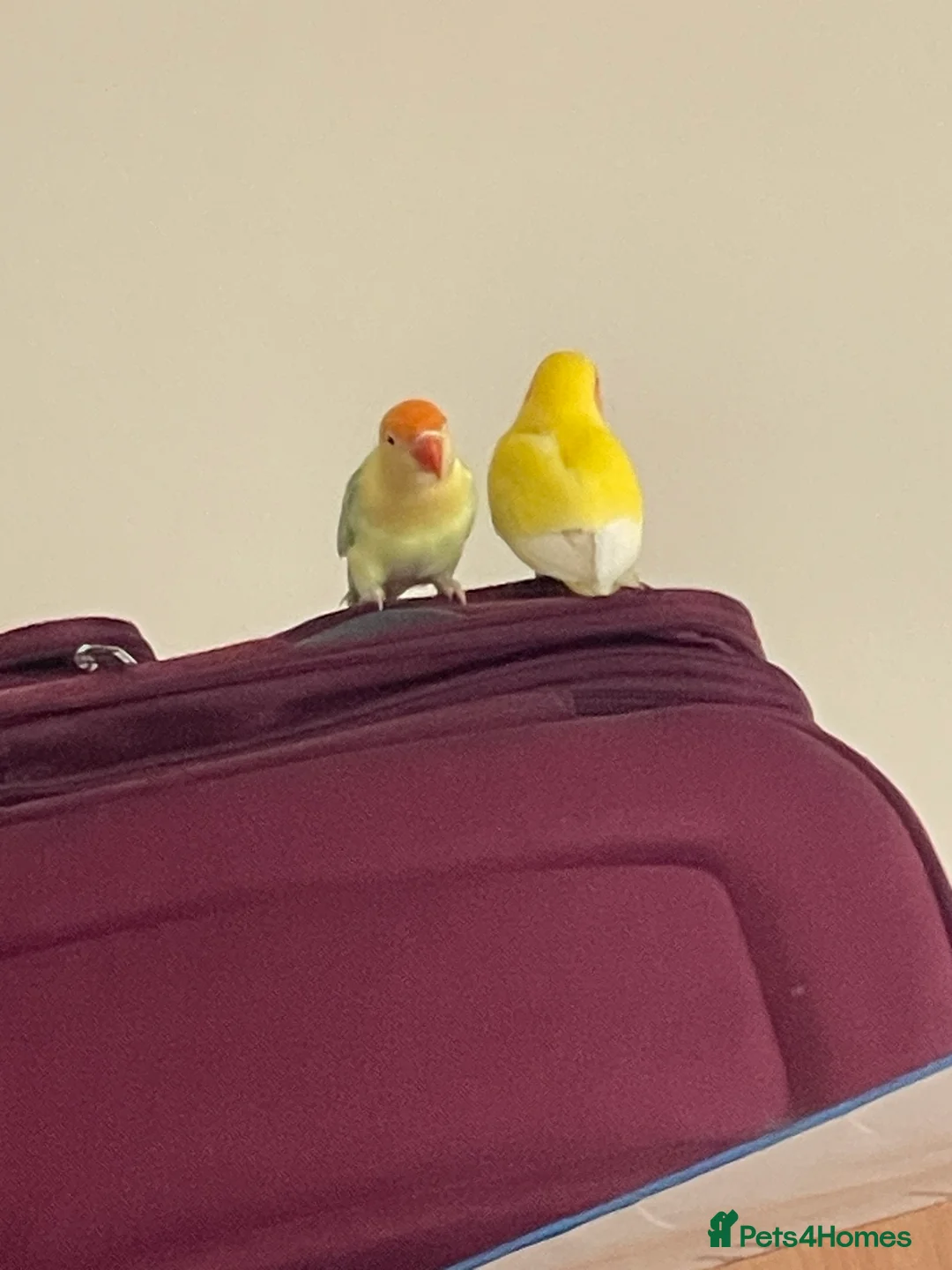 Mixed Breed birds for sale: Love birds and cockatiels Next - Advert 2