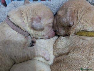 Golden Retriever dogs - Advert 1