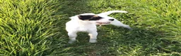 Parson Russell dogs for stud: KC and IKC Registered PRT Stud - Advert 2