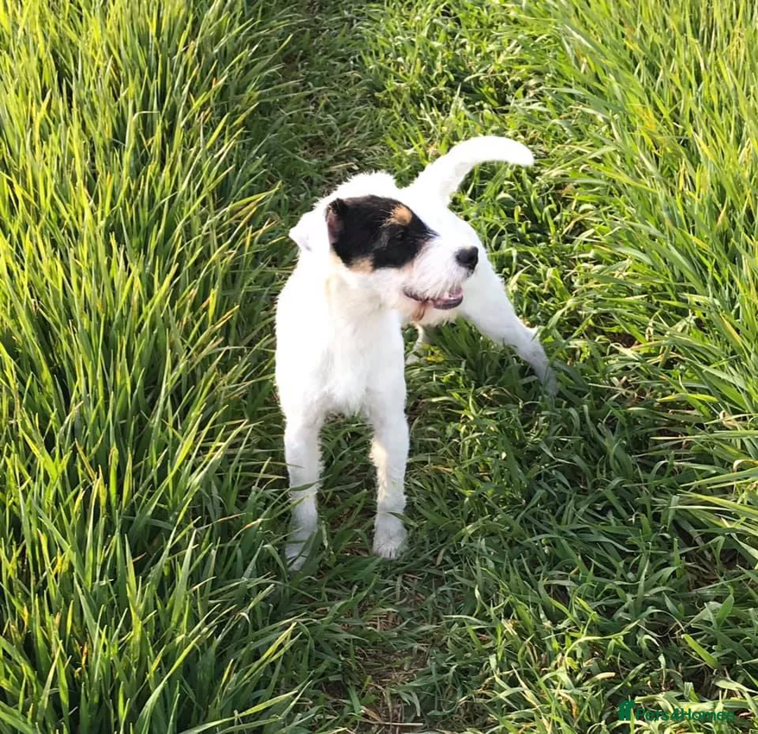 Parson Russell dogs for stud: KC and IKC Registered PRT Stud - Advert 2