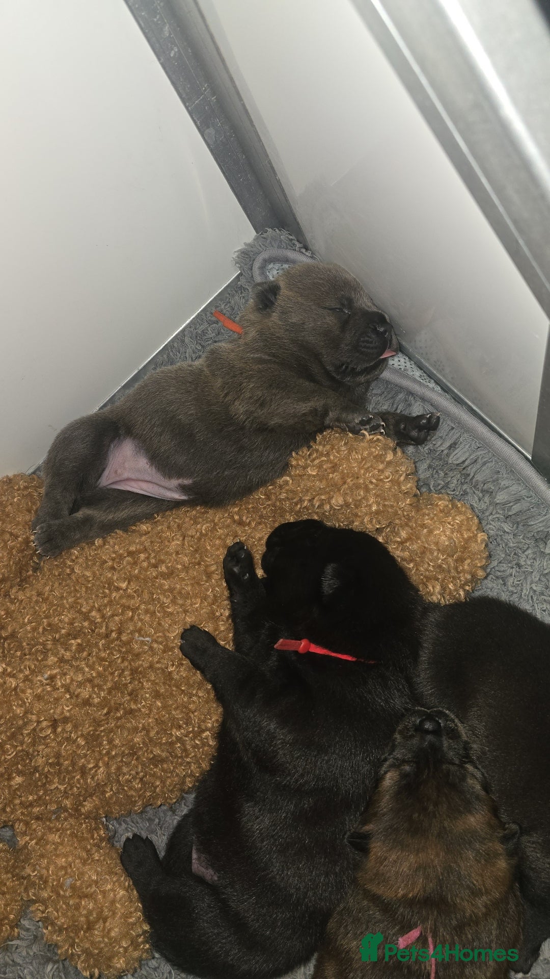 Mixed Breed dogs for sale: Chaffy puppies - Image 21