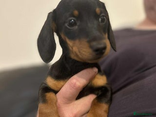 Miniature Dachshund dogs ONLY 1 Girl left .. Mini dachshunds - Advert 13