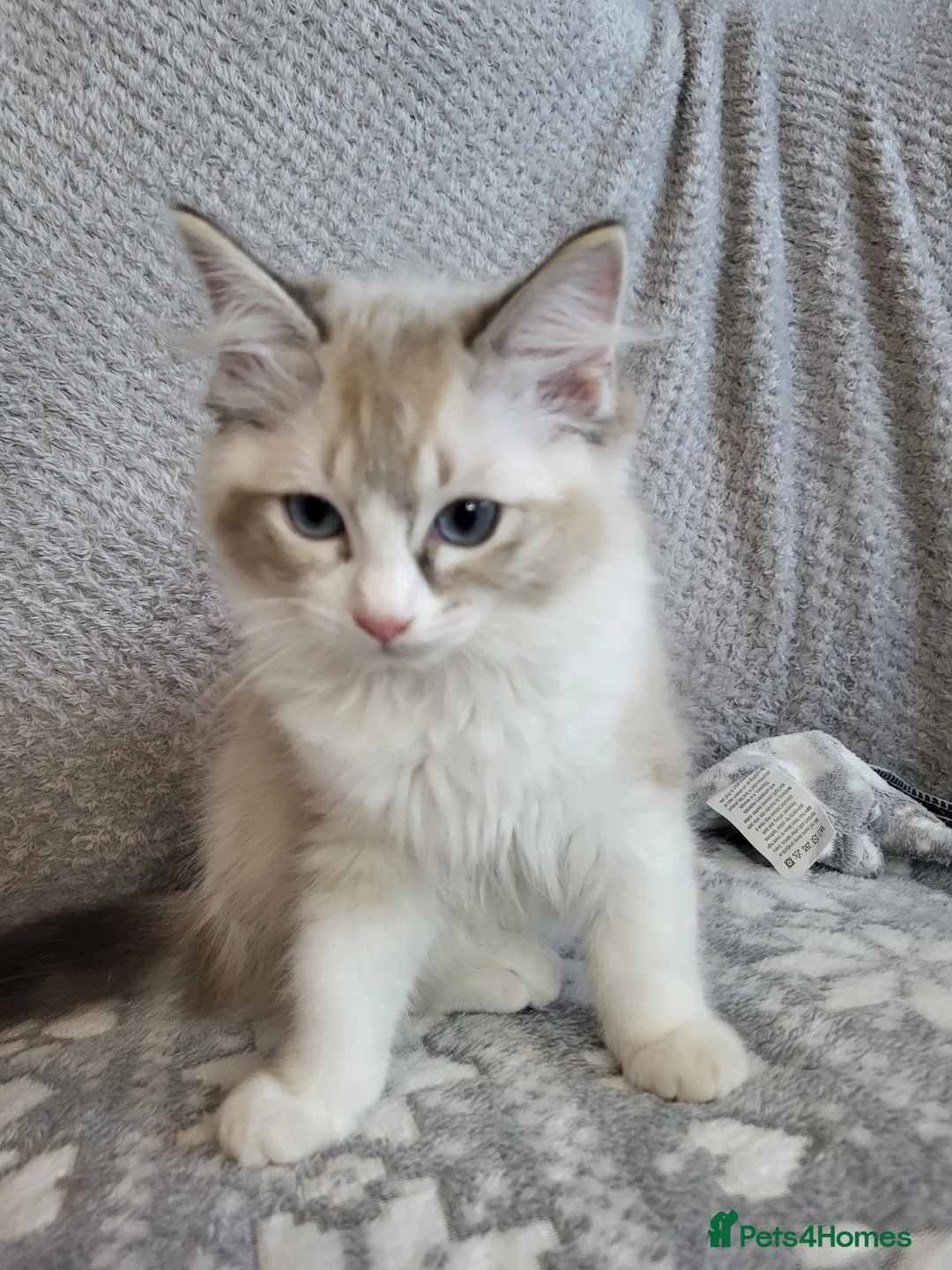 Ragdoll cats for sale: GCCF registered Ragdoll Kittens  - Advert 16