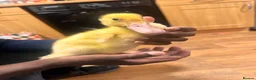 Ducks poultry for sale: Duckling for rehome in Warrington - Advert 1