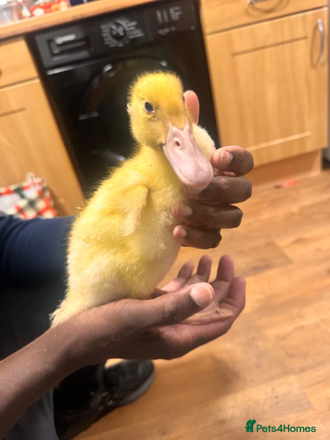 Ducks poultry for sale: Duckling for rehome in Warrington - Advert 1