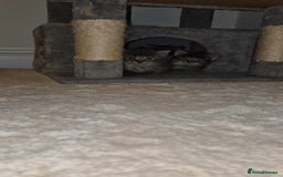 Mixed Breed cats for sale: Mixed ragdoll x mainecoon  - Image 3