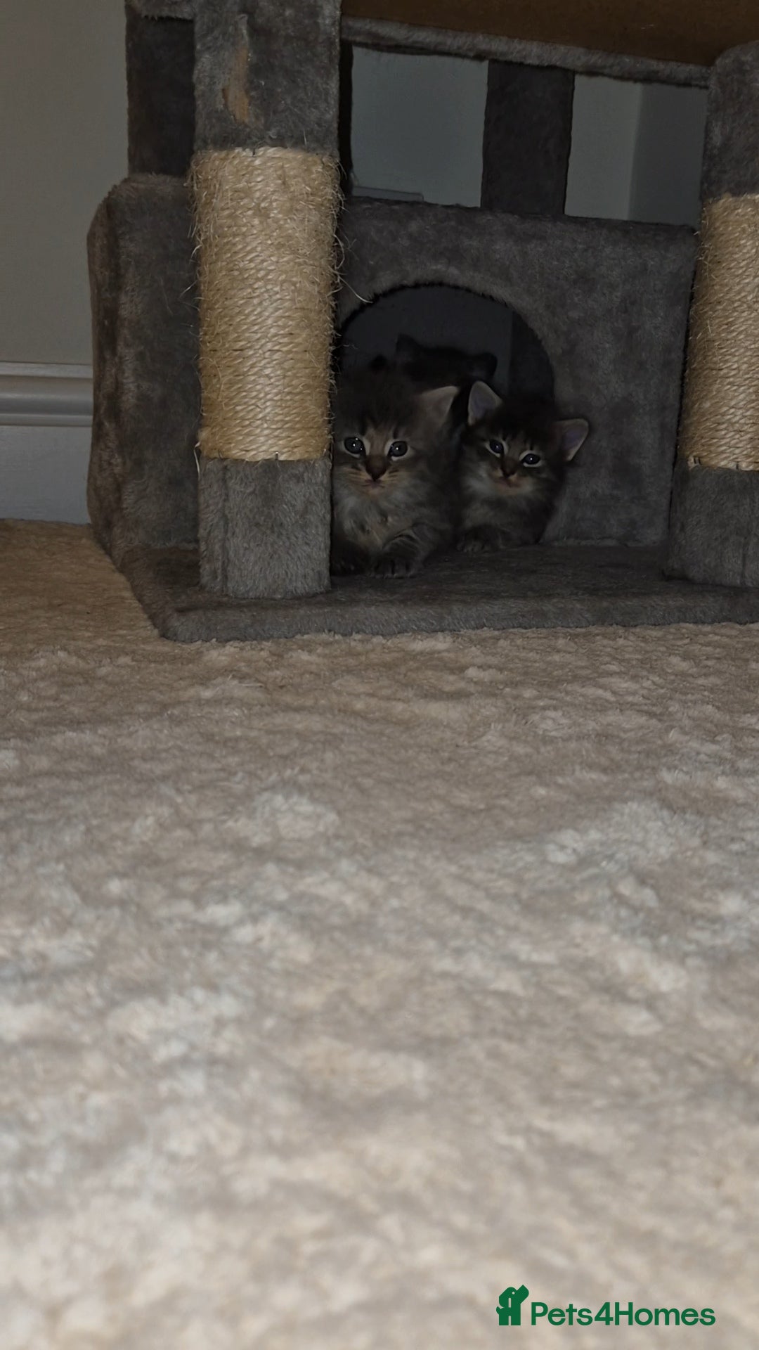 Mixed Breed cats for sale: Mixed ragdoll x mainecoon  - Image 3