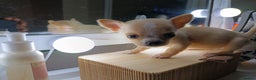 Chihuahua dogs for sale: 1 boys 3 girl pedigree chihuahua - Advert 21