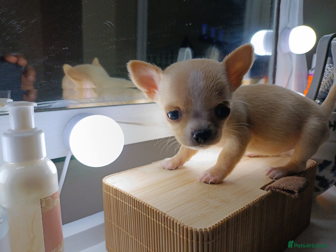 Chihuahua dogs for sale: 1 boys 3 girl pedigree chihuahua - Advert 21
