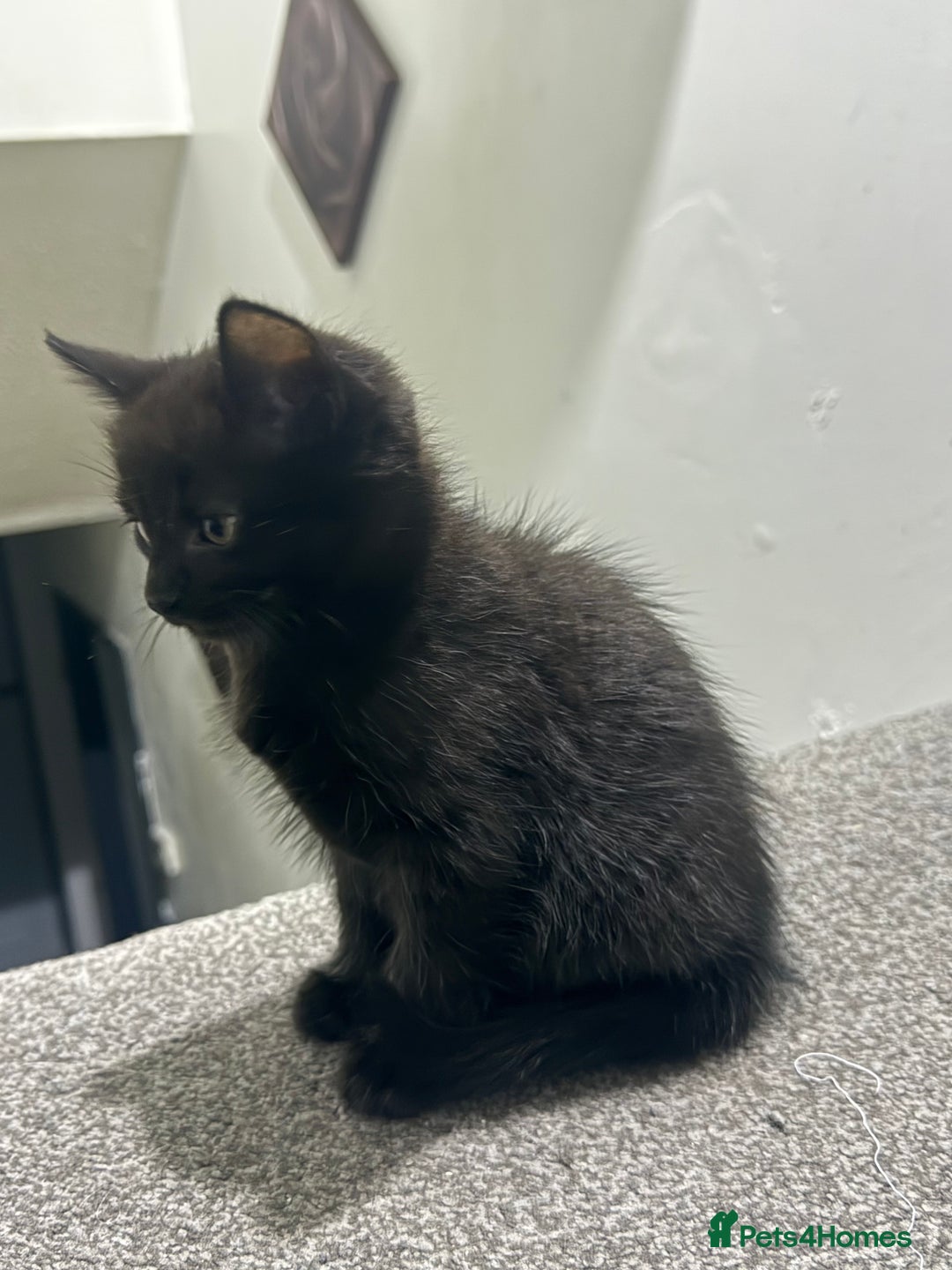 Maine Coon cats for sale: Half Mainecoon and Half British Shorthair  - Advert 13