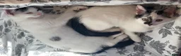 Turkish Van cats for sale: Gorgeous Turkish Van Kittens in Potters Bar - Advert 20