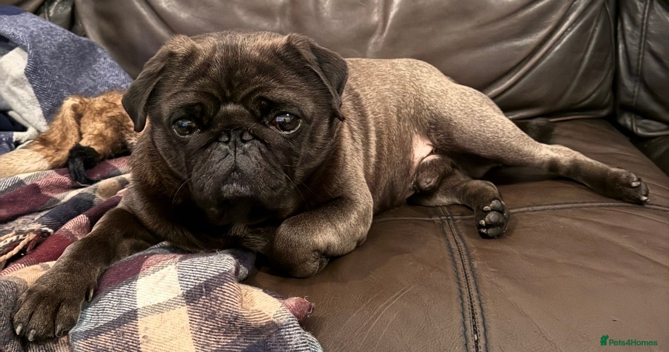 Pug dogs Beautiful KC Platinum Pug Stud - Advert 1