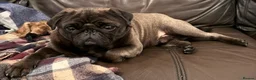 Pug dogs for stud: Beautiful KC Platinum Pug Stud - Advert 1